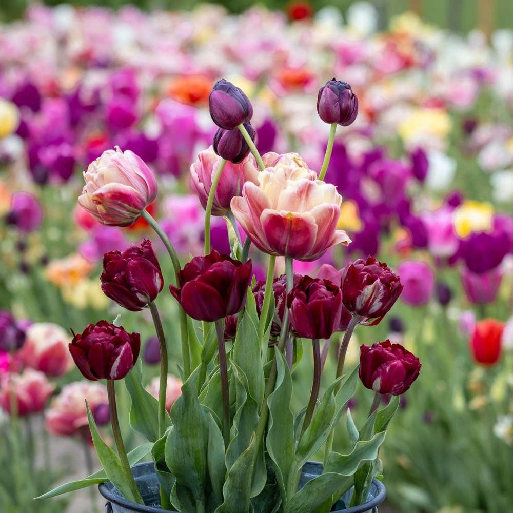 Tulipanblanding 'Red Cottage'